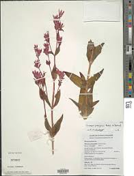 Image result for Heterotis decumbens