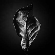 Pin By Gezemice On Random Stuff Black And White Still Life Still Life Art Leaf Photography