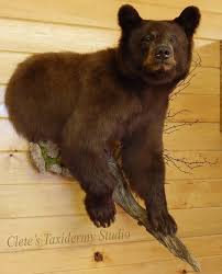 Black Bear Half Mount Half Size Cletestaxidermystudio Bear Mounts Bear Hunting Bear Hunting Decor