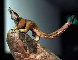 Locos Por La Geologia Que Animal Es Scrat En La Pelicula La Era Del Hielo