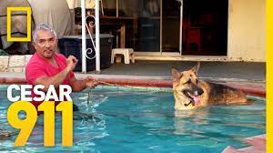 In 2002, millan was profiled in the los angeles times. Pool Time Progress Cesar 911 Youtube