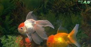 Sakin hayvanlar olmaları ve bakımları kolay olması sebebiyle pek çok insan tarafından evcil hayvan olarak bakılır. Masrafsiz Ve Kolay Beslenebilen Ev Hayvanlari