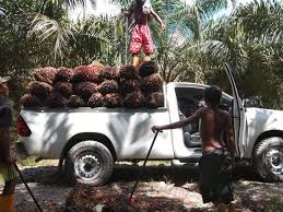 Cara memanen buah sawit indonesia dan malaysia perbedaan cara memanen buah sawit indonesia dan malaysia alat. Harga Buah Kelapa Sawit Meningkat Memberi Harapan Kepada Pengusaha Tempatan Dayakdaily