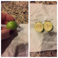 The small, orange fruits are round or oval shaped. What Is This Oval Small Green Fruit Gardening Landscaping Stack Exchange