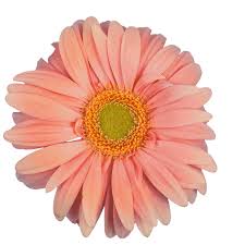 #animated #flower gif #flowers #gif #nature #transparent #transparent gif. Transparent Flower Animated Gif Novocom Top
