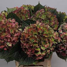 Hydrangea Green Burgundy Length 50 Cm Is Great For Weddings And Events For Your Arrangement Hydrangea Arrangements Table Flower Arrangements Dried Hydrangeas
