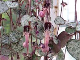 Image result for Ceropegia incana