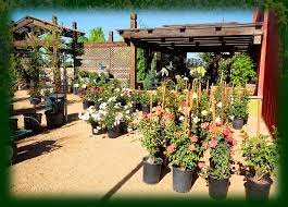 Maybe you would like to learn more about one of these? Plants Flowers And Trees At Earthworks Garden Landscape Supply Prescott Chino Valley Az Rocks Stones Rock Stone Soil Shrubs Pots Irrigation Fertilizer Pesticides
