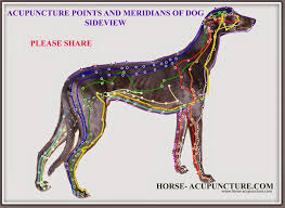 canine acupuncture and acupressure articles for training course