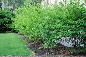 Image result for Linderniella gracilis