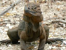 They are a heavy bodied animal much like the grand cayman blue iguana and have a tough, thick skin. Rhinoceros Iguana Life Expectancy