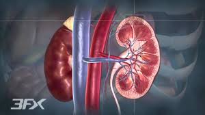 Image result for diabetes and kidney infection images