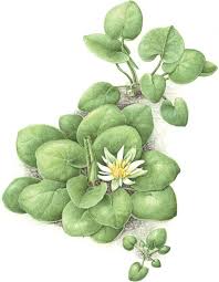 Image result for Nymphaea heudelotii