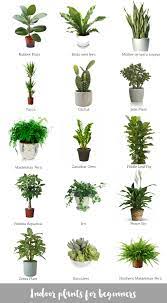 Price and stock could change after publish date, and we may make money from these links. Indoor Plants For Beginners Katrina Chambers Lifestyle Blogger Interior Design Blogger Australia Plants Indoor Plants Plants For Beginners