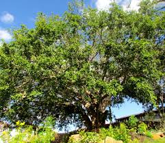 Image result for Ficus trichopoda