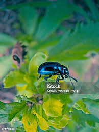 Image result for Chrysochloa