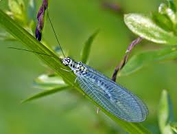 Sie kennen sicher die erwachsenen tiere, zarte insekten florfliegen, die wir in in unserer beheizten wohnung vorfinden, setzen wir in einen kühlen raum um, denn in beheizten räumen überleben sie nicht. Was Ist Das Fur Ein Atherisches Insekt Konnt Ihr Mal Wieder Bei Der Bestimmung Helfen Tiere Biologie Natur