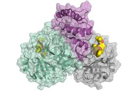 Proteolytic activity has been attributed to a class of enzymes called proteases. Proteinkristallographie Und Der Coronavirus Helmholtz Zentrum Berlin Hzb