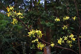 Image result for Ochna