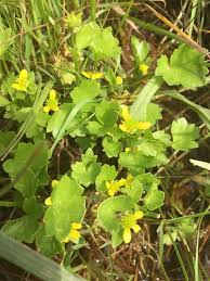 Image result for Pycreus muricatus