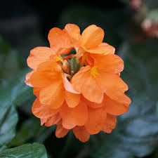 Image result for Crossandra infundibuliformis