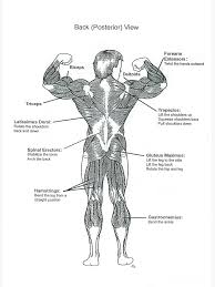 Anatomy Diagram Muscle Chart Back Greeting Card