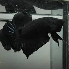 Fish cupang betta ikan ikan cupang ãƒ™ã‚¿ betta fish betta tank kampffisch aquarium cupang hias in this video i introduced my new plakat betta fish male jaime. Plakat Betta Fish Supper Black Hmpk Male Buy Online In Germany At Desertcart De Productid 69473313