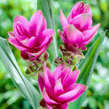 Handcrafted on a natural base with 240 designer quality silk tulip heads. Breck S Pink Siam Tulip Curcuma Bulbs Pink Colored Flowers 3 Pack 67774 The Home Depot
