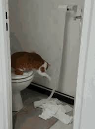 How often should a cat go to toilet? Poop Cat Gifs Tenor