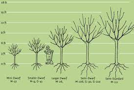 Fruit trees that work well together home guides sf gate, rootstocks and tree spacing made simple, pollination charts for fruit fruit tree spacing and planting distances. Growing Fruit Trees The First 3 Years Cloud Mountain Farm Center Nursery