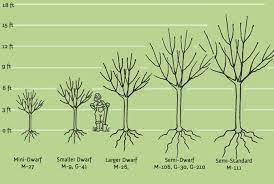 Protect your fruit trees from bark damage by mice, rabbits and deer by installing an inexpensive white plastic trunk protector. Growing Fruit Trees The First 3 Years Cloud Mountain Farm Center Nursery