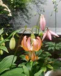Image result for Lilium martagon `Manitoba Fox`