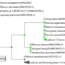 Image result for Pavonia senegalensis