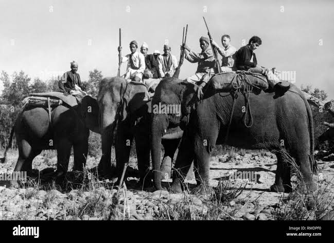 Tiger hunting with elephants Black and White Stock Photos & Images - Alamy