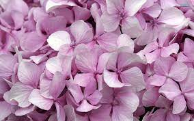 Pink hydrangea hd wallpaper size is 1416x1064, a 720p wallpaper, file size is 364.44kb, you can download this wallpaper for pc, mobile and tablet. Hydrangea Wallpapers Wallpaper Cave
