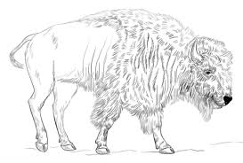Plus, it's an easy way to celebrate each season or special holidays. Bison Free Printable Coloring Pages For Girls And Boys