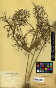 Image result for Pycreus aethiops