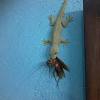 Gnats, flies, spiders, and other insects that cause trouble around your home will have. Https Encrypted Tbn0 Gstatic Com Images Q Tbn And9gcqrd7ljbqd4zigdkw15nermqfqtnvit9tmzpul6jc7zldp3 Wux Usqp Cau