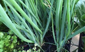 Ciboule Ou Cive Semis Plantation Culture Et Entretien