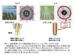 名古屋大学大学院 植物遺伝育種学研究分野 中園グループ研究内容