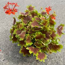 Image result for Geranium vagans