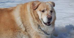 Aside from the breeder, the cost of a puppy will also depend on the kennel's location, the parents' bloodline, and the number of pups available. Overweight Golden Retriever S Owner Demanded Vet Put Him Down Luckily He Refused 21 Pics Bored Panda