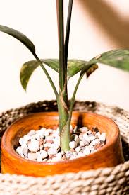 Image result for Biophytum crassipes