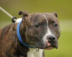 Things that might affect how long a pit bull lives there are a whole lot of things that may affect how long a pit bull lives. Denver Pit Bull Ban In Place 30 Years Could Be Lifted The New York Times