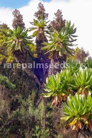 Image result for Solanecio sp.no.1