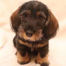 Have fun looking around our site at all the beautiful mini dachshunds. Miniature Wire Haired Dachshund Puppies Home Facebook
