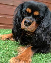 My Gorgeous 2 Year Old Black Tan Cavalier King Charles Spaniel Bella King Charles Spaniel Cavalier King Charles Spaniel King Charles