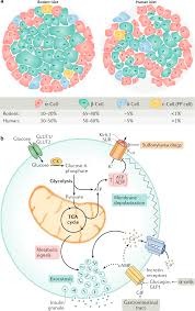 Maybe you would like to learn more about one of these? Mechanisms Controlling Pancreatic Islet Cell Function In Insulin Secretion Nature Reviews Molecular Cell Biology