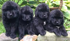 How much are newfoundland puppies. Newfoundland Puppies 10 Tips For Taking Care Of Them