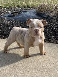 Chocotan, lalac fawn and blue fawn males. My Puppy Son Creed Lilac Merle Tan Bluemagic Bulldogs Puppies Bulldog Pitbull Puppies